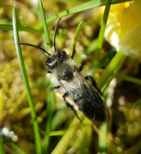 Andrena cineraria